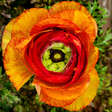 Load image into Gallery viewer, Ranunculus, Magic
