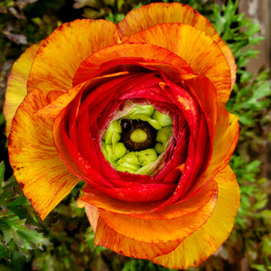 Ranunculus, Magic