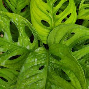 Monstera adansonii - Little Swiss Monstera