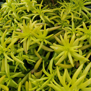Sedum rupestre 'Angelina' - Angelina Stonecrop