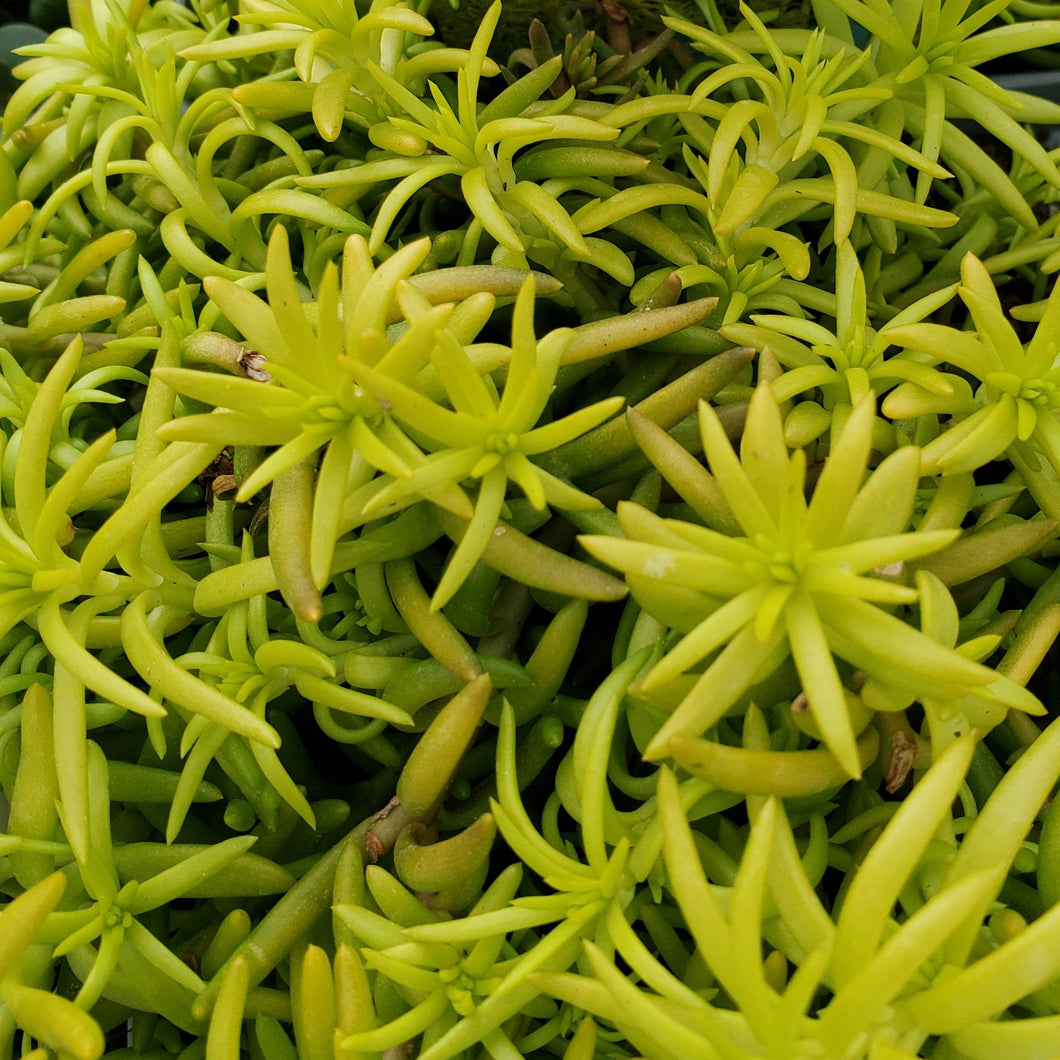 Sedum rupestre 'Angelina' - Angelina Stonecrop