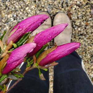 Magnolia 'Susan' - Susan Magnolia