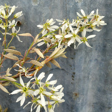 Load image into Gallery viewer, Amelanchier laevis - Allegheny Serviceberry
