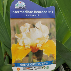 Iris ‘Protocol' - Protocol Intermediate Bearded Iris