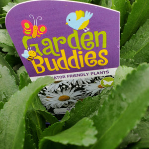 Leucanthemum × superbum ‘Madonna’ - Madonna Shasta Daisy