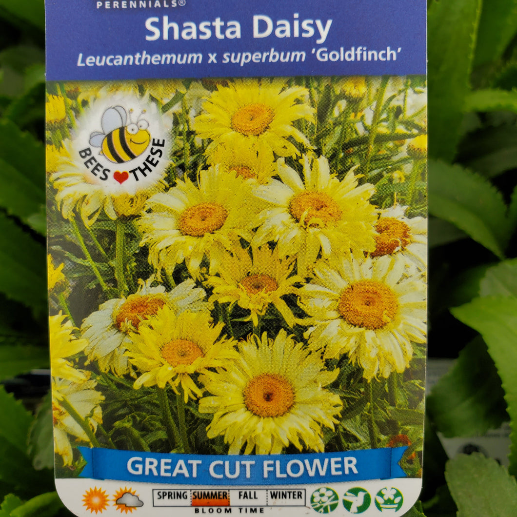 Leucanthemum × superbum 'Goldfinch' - Goldfinch Shasta Daisy