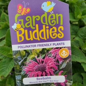Monarda Bee-You™ ‘Bee-Free’ - Bee-Free Bee-You™ Beebalm
