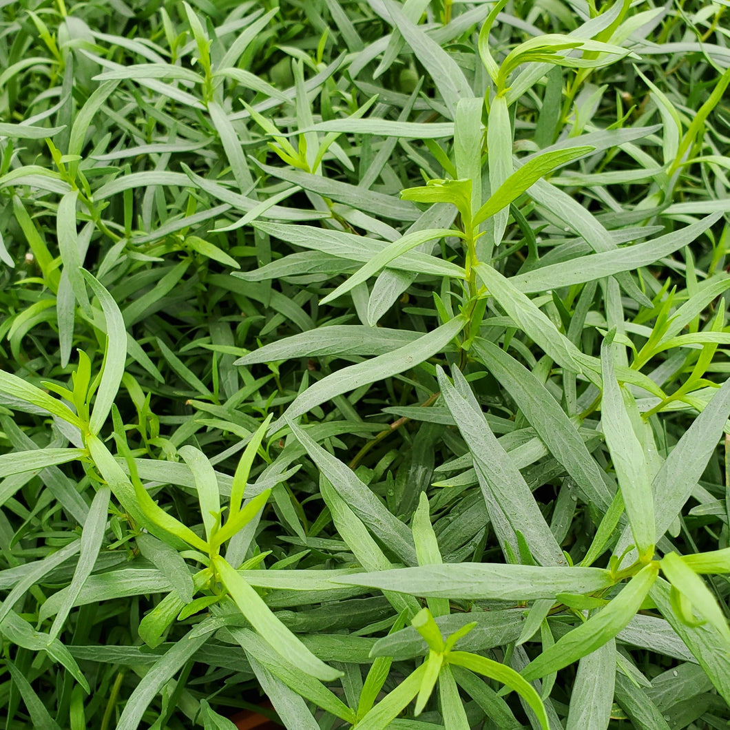 Tarragon, French - Artemisia Dracunculus var. Sativa