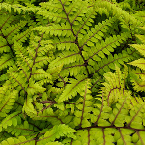 Athyrium otophorum 'Limelight Lady' - Limelight Lady Fern
