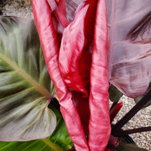 Load image into Gallery viewer, Philodendron &#39;McColley&#39;s Finale&#39; - McColley&#39;s Finale Philodendron
