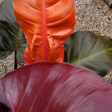 Load image into Gallery viewer, Philodendron &#39;McColley&#39;s Finale&#39; - McColley&#39;s Finale Philodendron
