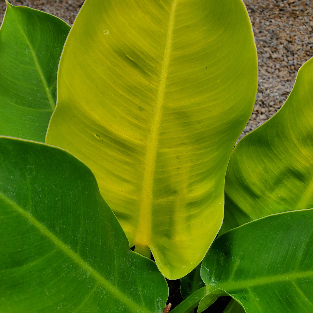 Philodendron 'Moonlight' - Moonlight Philodendron
