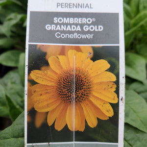 Echinacea Sombrero® 'Granada Gold' - Sombrero® Granada Gold Echinacea