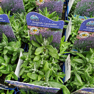 Lavandula angustifolia ‘Munstead’ - Munstead English Lavender