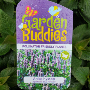 Agastache ‘Blue Fortune’ - Anise-hyssop