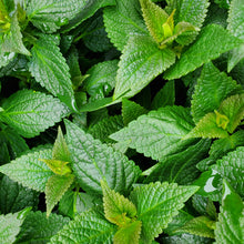 Load image into Gallery viewer, Agastache ‘Blue Fortune’ - Blue Fortune Anise-Hyssop
