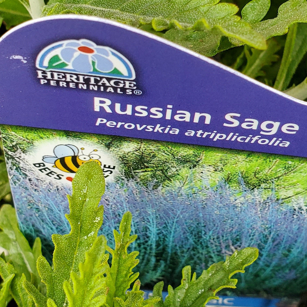 Perovskia atriplicifolia - Russian Sage