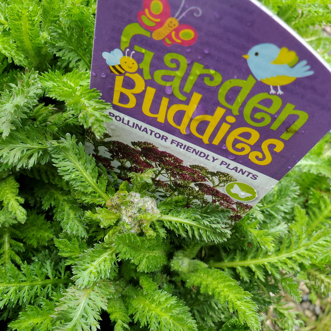 Achillea millefolium Milly Rock™ 'Rose' - Yarrow
