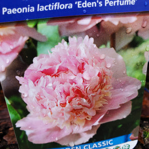 Paeonia lactiflora 'Eden's Perfume' - Eden's Perfume Peony