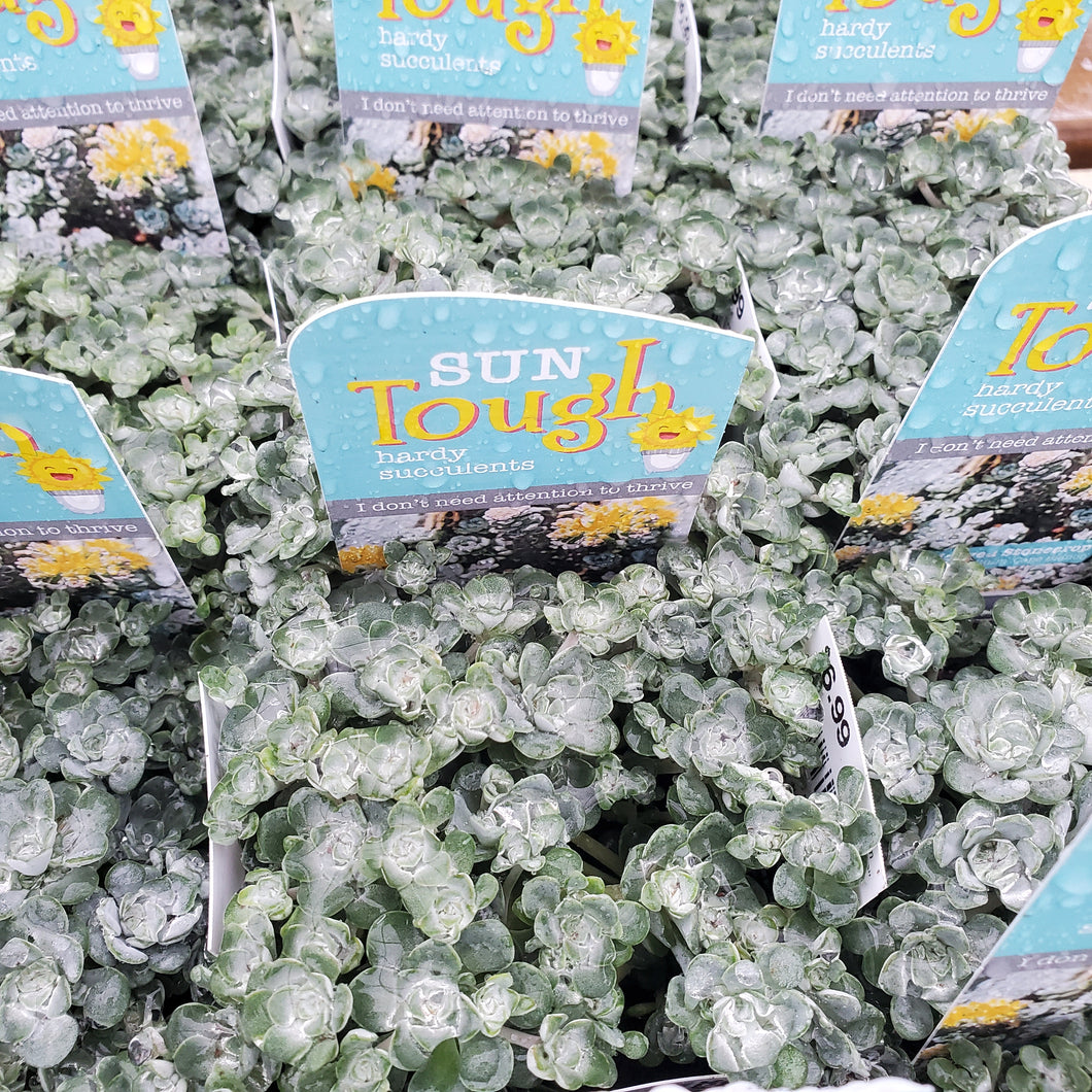 Sedum spathulifolium ‘Cape Blanco’ - Spoon-leaved Stonecrop