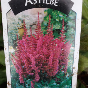 Astilbe chinensis 'Visions In Red' - Visions in Red Chinese Astilbe