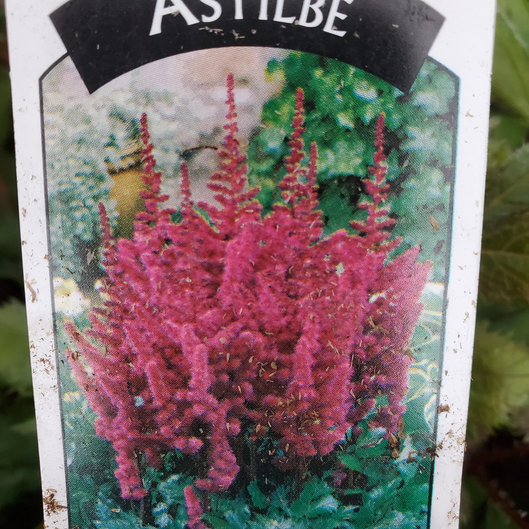 Astilbe chinensis 'Visions In Red' - Visions in Red Chinese Astilbe