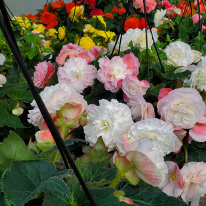 Begonia, Tuberous - Hanging Basket