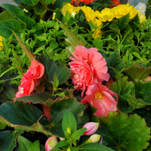 Load image into Gallery viewer, Begonia, Tuberous + Fuchsia - Mix Window Box
