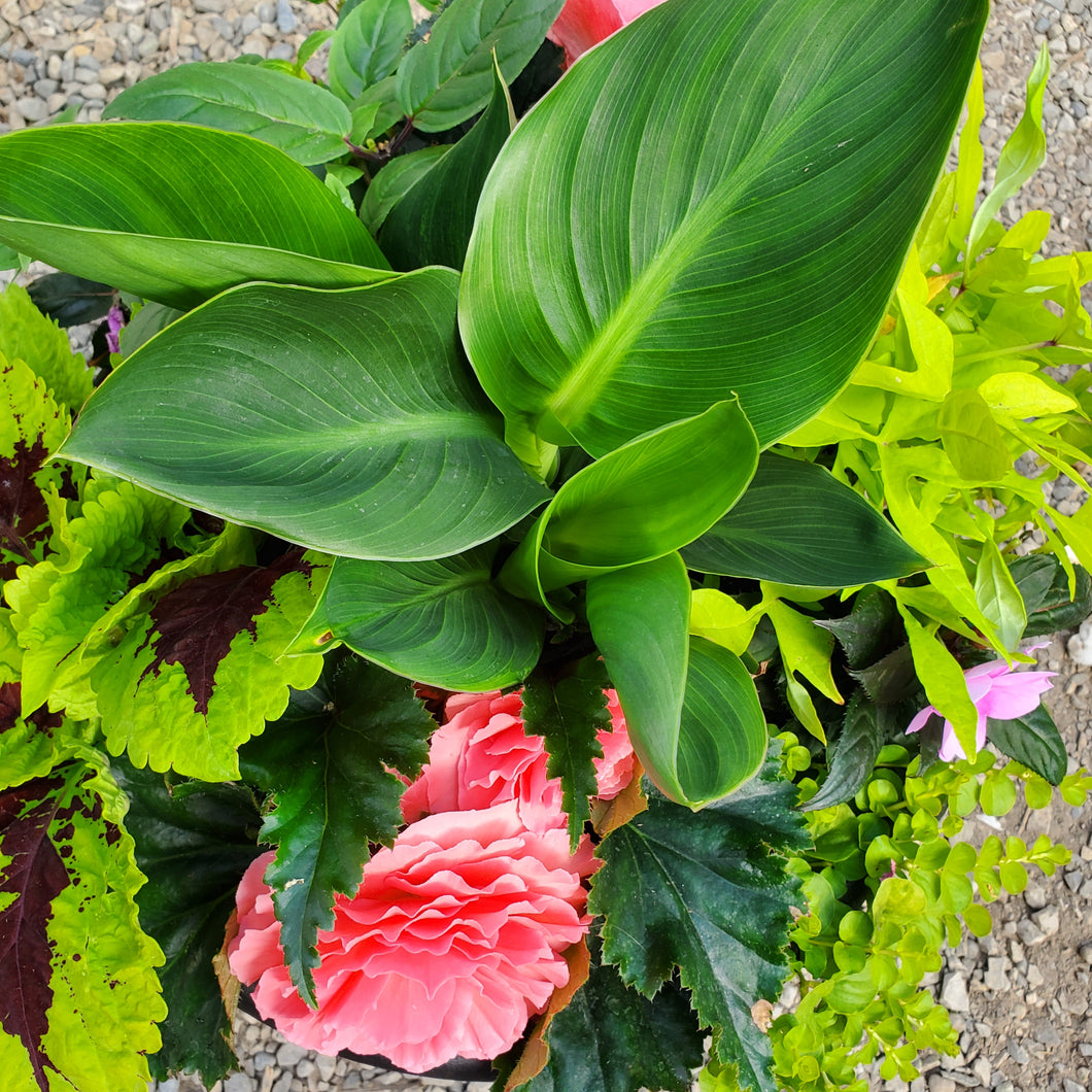 Begonia, Tuberous + Canna Lily - Mixed Planter