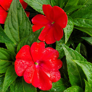 Sun Patiens, Compact