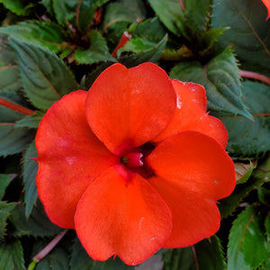 Sun Patiens, Compact