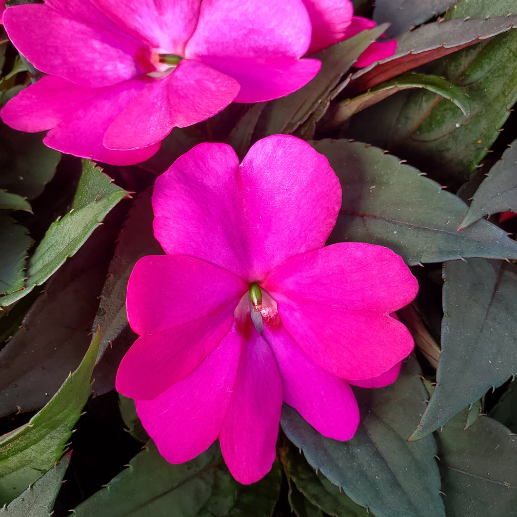 Sun Patiens, Compact