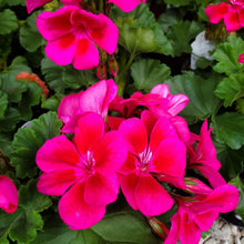 Load image into Gallery viewer, Geranium
