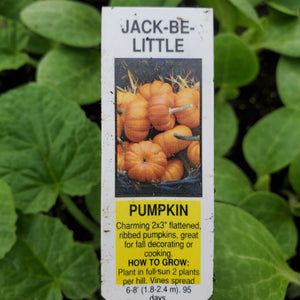 Pumpkin, Jack Be Little