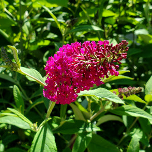 Buddleia - Miss Ruby Butterfly Bush