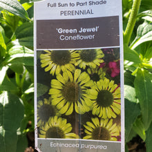Load image into Gallery viewer, Echinacea purpurea &#39;Green Jewel&#39; - Green Jewel Coneflower

