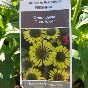Echinacea purpurea 'Green Jewel' - Green Jewel Coneflower