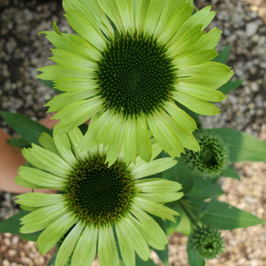 Echinacea purpurea 'Green Jewel' - Green Jewel Coneflower
