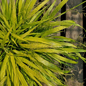 Hakonechloa macra 'All Gold' - All Gold Japanese Forest Grass