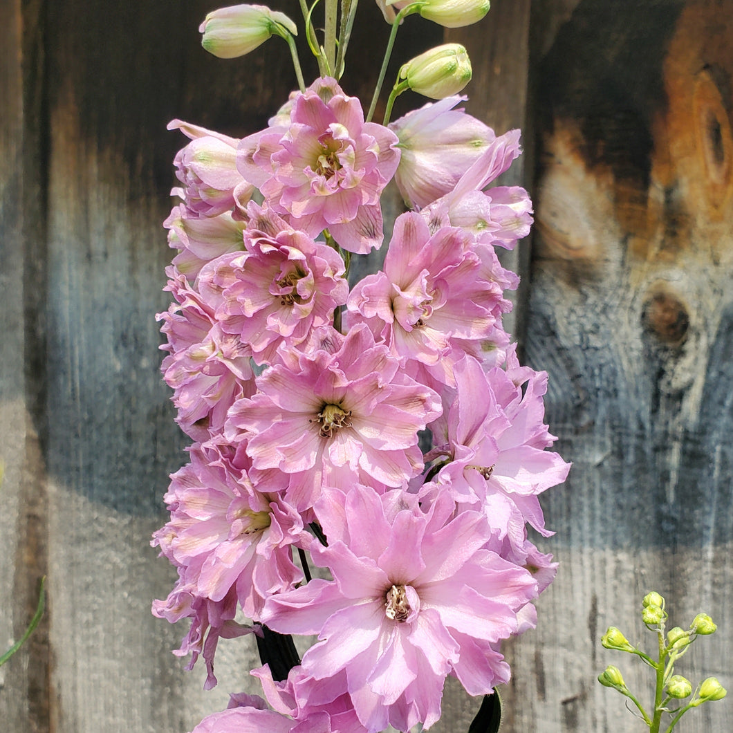 Delphinium Delgenius™ 'Juliette' - Juliette Bee Delphinium