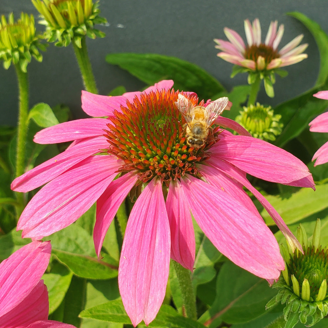 Echinacea 'Pow Wow Wildberry' - Pow Wow Wildberry Coneflower