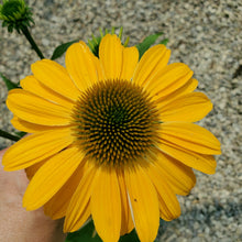 Load image into Gallery viewer, Echinacea Sombrero® &#39;Granada Gold&#39; - Sombrero® Granada Gold Echinacea
