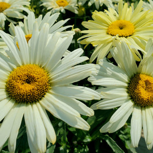 Leucanthemum 'Banana Cream' - Banana Cream II Shasta Daisy