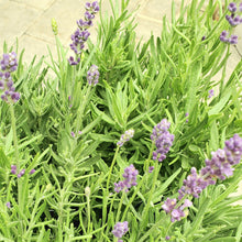 Load image into Gallery viewer, Lavandula angustifolia ‘Hidcote’ - Hidcote English Lavender
