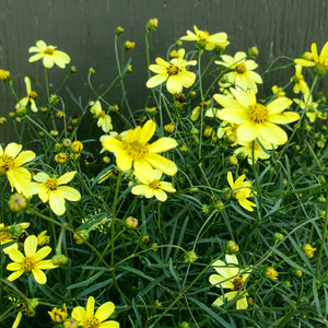 Coreopsis verticillata ‘Moonbeam’ - Moonbeam Threadleaf Coresopsis