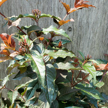 Load image into Gallery viewer, Diervilla splendens Firefly™ Nightglow™ - Firefly™ Nightglow™ Honeysuckle
