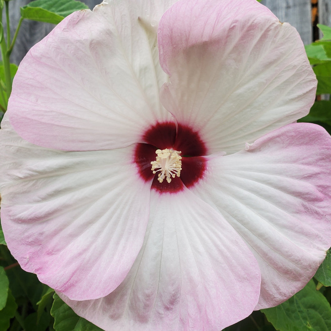 Hibiscus moscheutos Luna ‘Pink Swirl’ - Luna Pink Swirl Dwarf Hardy Hibiscus (Rose Mallow)