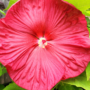 Hibiscus moscheutos Luna ‘Red’ - Luna Red Dwarf Hardy Hibiscus (Rose Mallow)