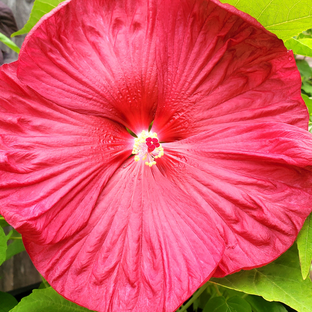 Hibiscus moscheutos Luna ‘Red’ - Luna Red Dwarf Hardy Hibiscus (Rose Mallow)