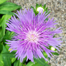 Load image into Gallery viewer, Stokesia &#39;Peachie&#39;s Pick&#39; - Peachie&#39;s Pick Stokes&#39; Aster
